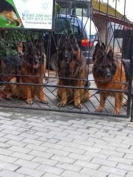 Owczarek niemiecki dlugowlosy mocnej budowy szczeniak