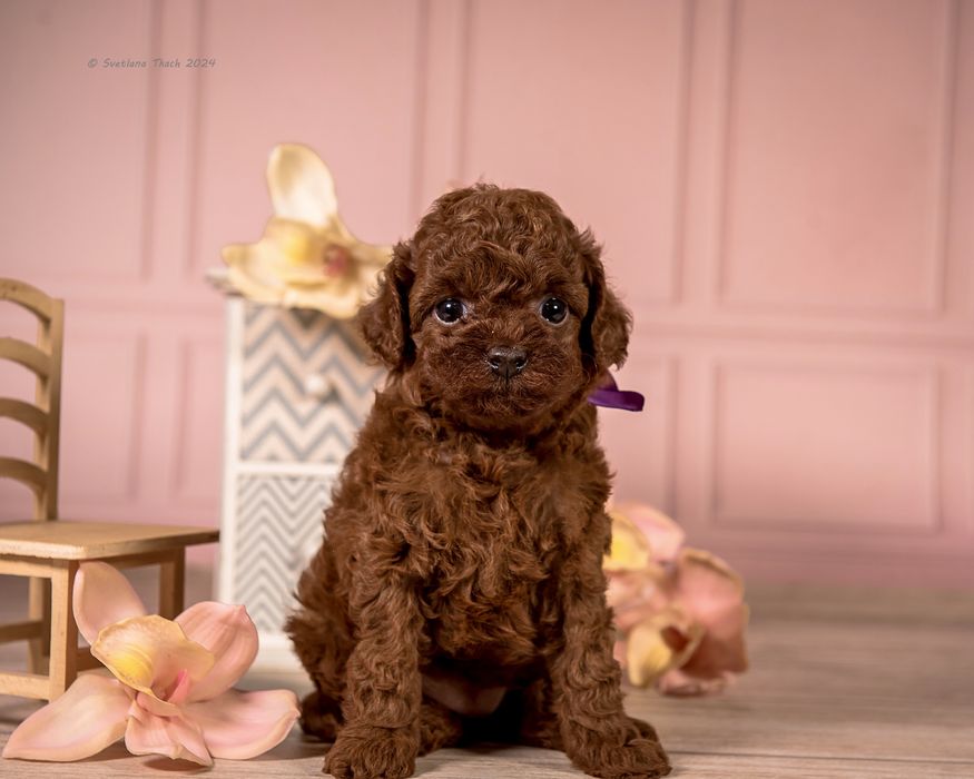 Ексклюзивна Дівчинка той пуделя КСУ