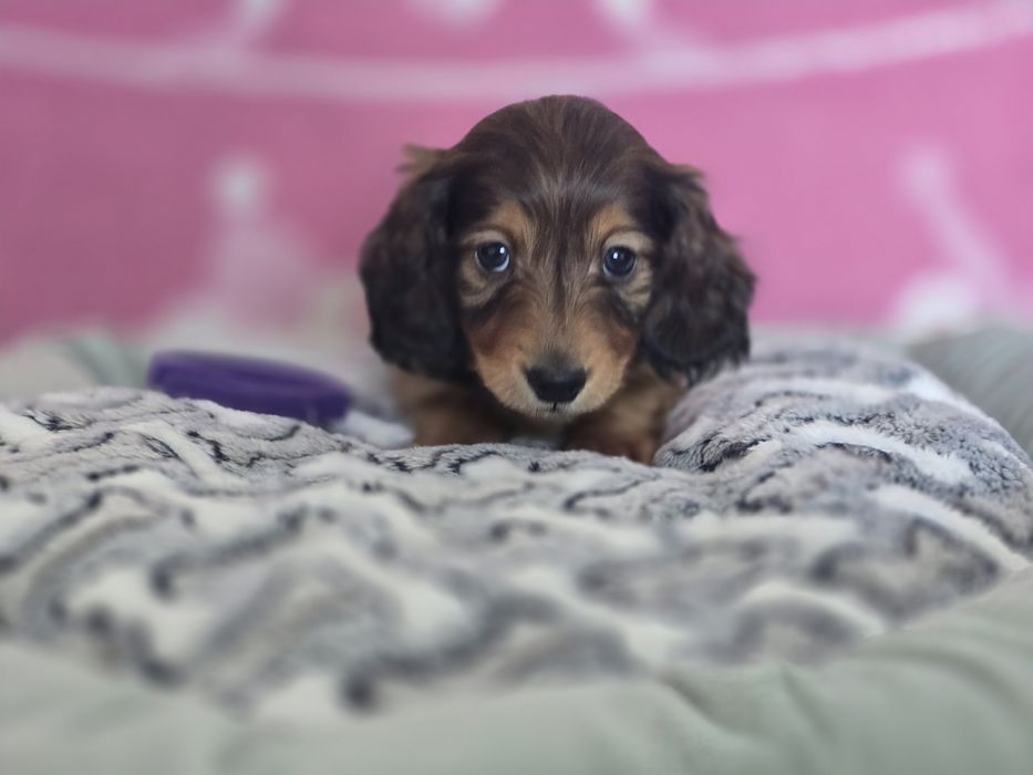 Jamnik miniaturowy długowłosy