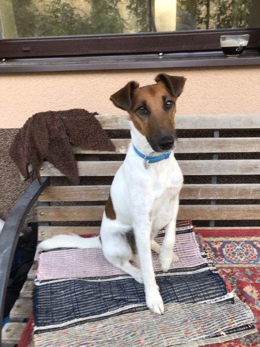 Фокстерєр. В’язка. (Не продаж)