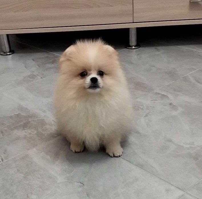 Померанські шпіци найкращий подарунок