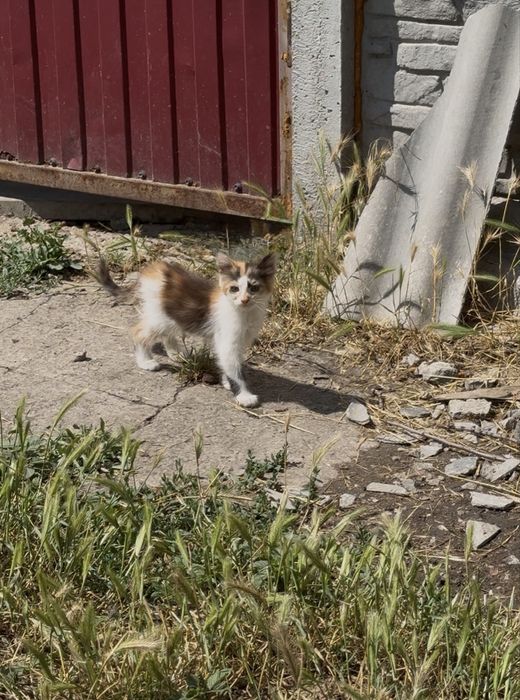 Шукає дім кошеня, дівчинка
