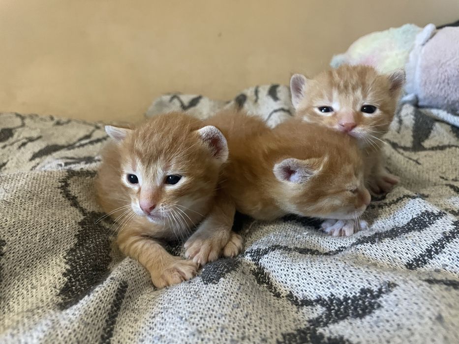 Кошенята 1 місяць