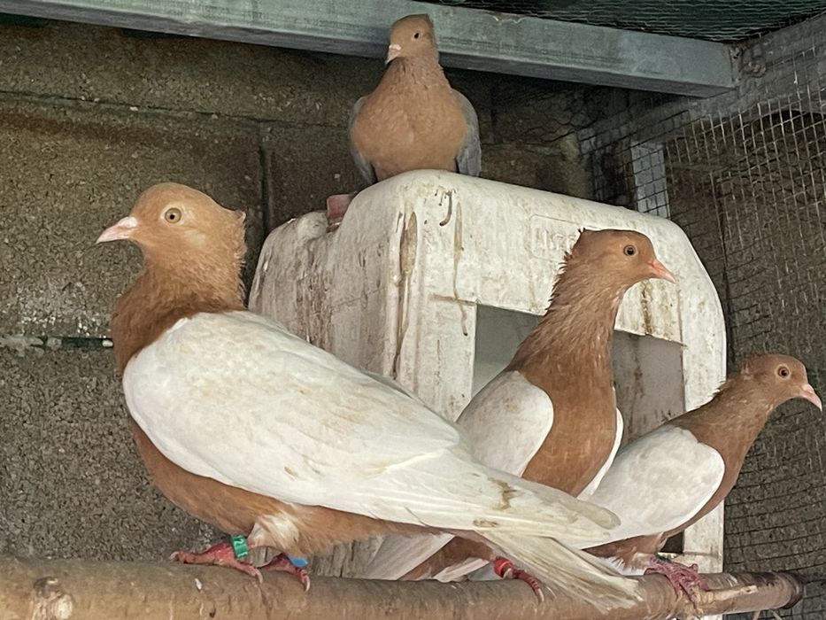 Casal de pombos arcanjos brancos peito dourado
