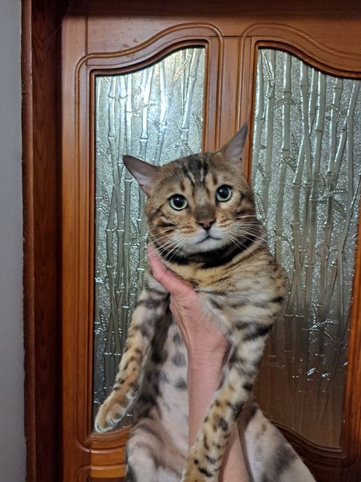 Бенгальський котик