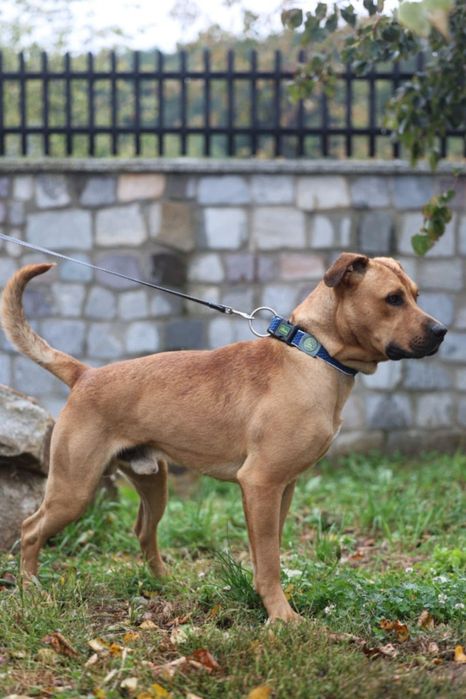 Piesek około 3 lata