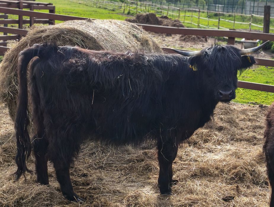 Krowa 4letnia rasy Higland Cattle, szkocka krowa