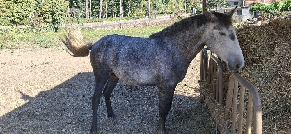 Vendo poldra PSL com 2anos