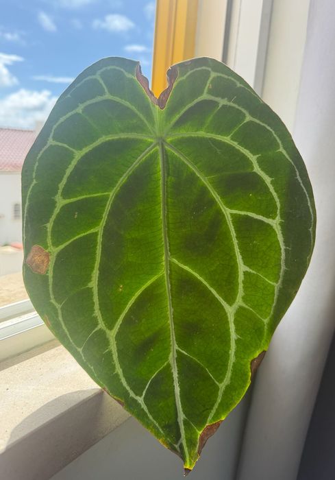 Planta de interior - Philodendron Clarinervium
