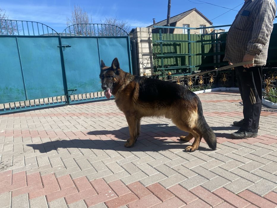 Для Вязок Німецька вівчарка Розвязаний