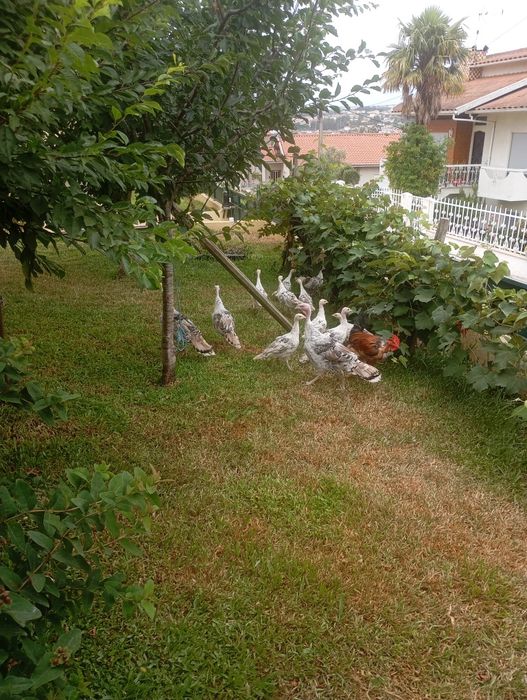 Vende-se perus jovens