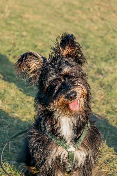 Pies do adopcji- samiec Filo