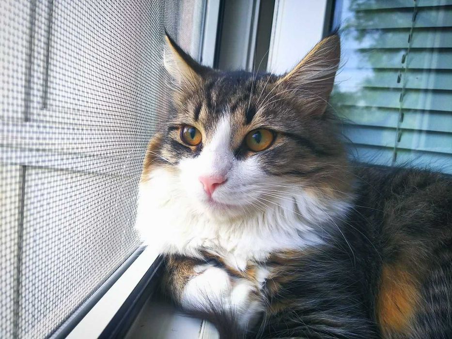 Защитная москитная сетка Антикошка (2в1) спецзаказ Доставка по Украине