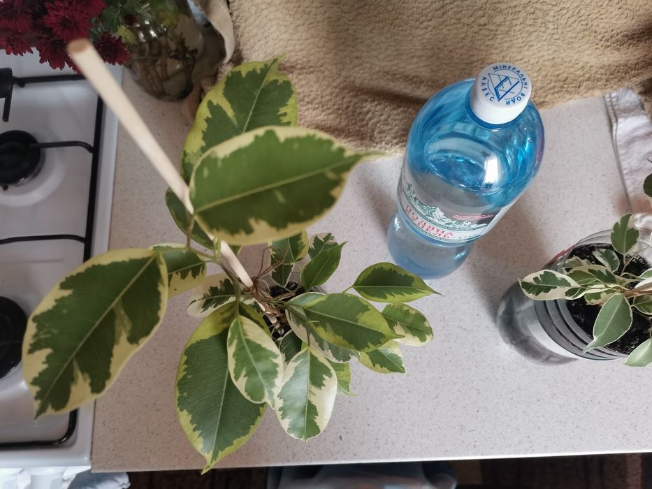 Фикус Де Гантель и  Старлайт