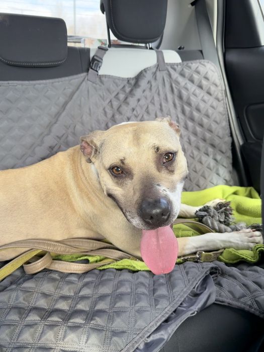 Renesme pilnie szuka domu