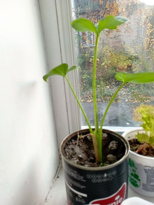 Вазон калла біла