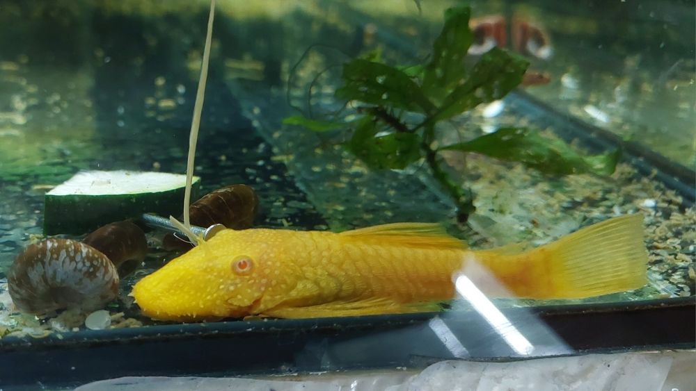 Ancistrus Machos  sp. Gold albinos