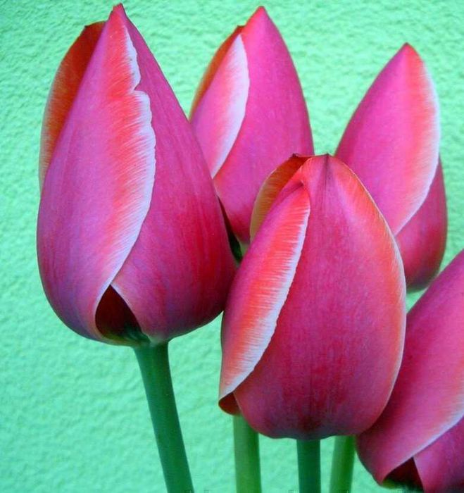 Луковицы тюльпанов ассорти для выращивания в грунте