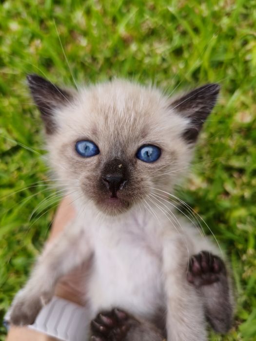 Gatinho para adoção responsável
