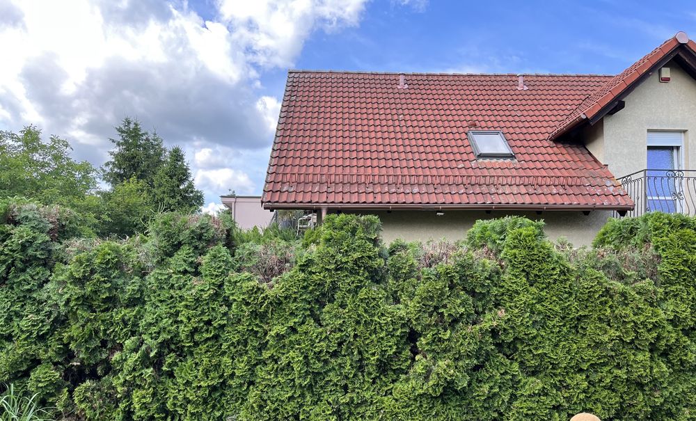 Alpinistyczna wycinka drzew, oczyszczanie dzialek, zywopłoty