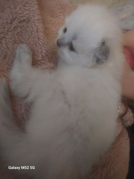 Продам шотландських котят окрас колор -пойнт