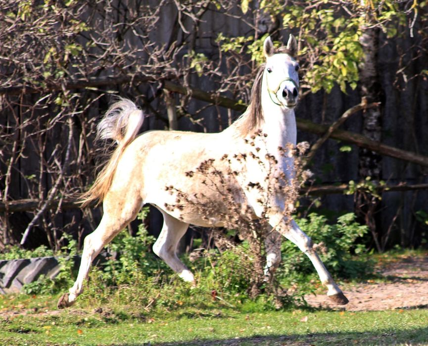 Klacz arabska ze zrebakiem + zrebna