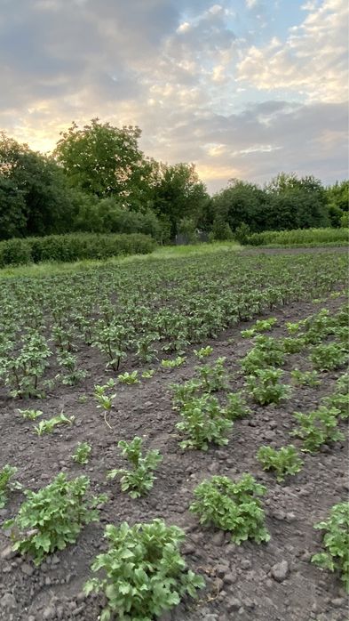 Хатинка + Струмок, с. Красне Перше, м. Обухів 3км, м. Київ 35км.
