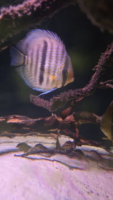 Dzikie paletki  Brown Heckel 4 szt.