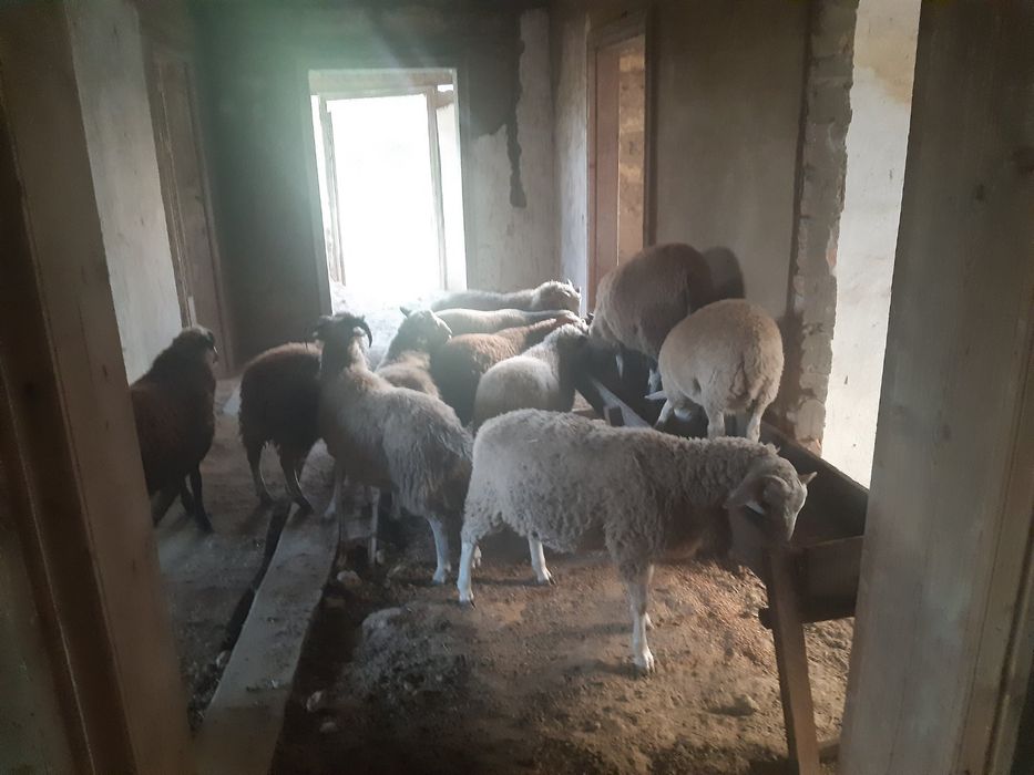 Продам молодих баранчиків