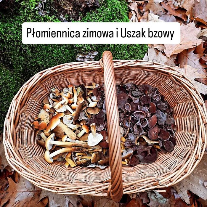Uszak bzowy  polskie grzyby mun (Auricularia auricula-judae)
