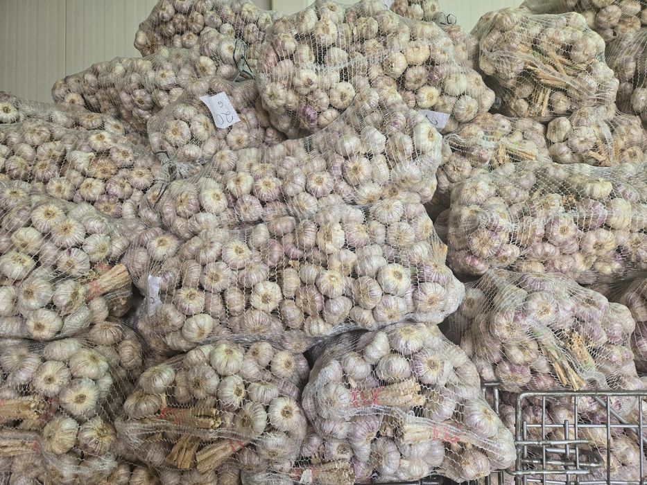 Czosnek polski do sadzenia HARNAŚ 5,5-6cm 100sztuk 

Cz