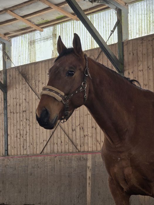 Koń wałach małopolski na sprzedaż