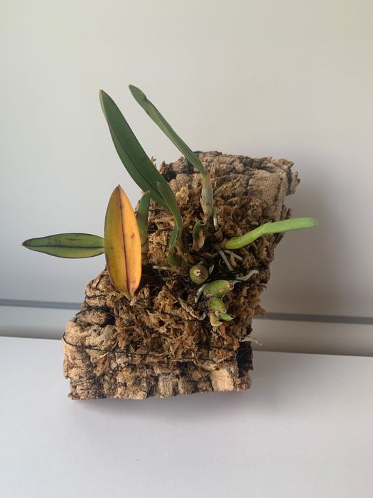Орхідея Saphronitis (Cattleya) Coccinea Tokyo 4N