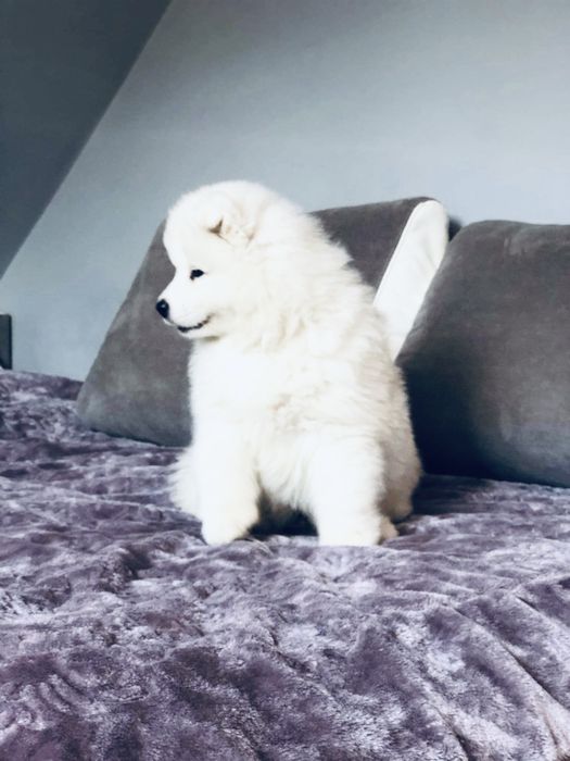 Samoyed szczeniak DO ODBIORU
