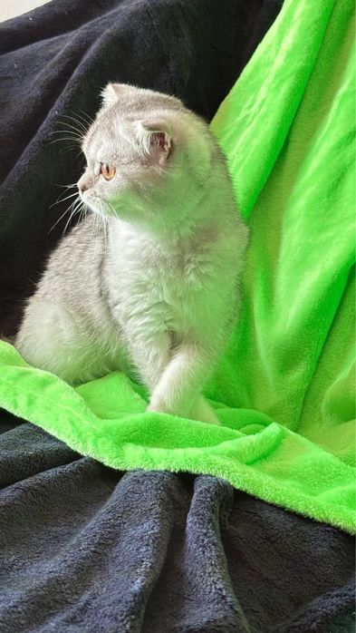 Macho  Scottish fold