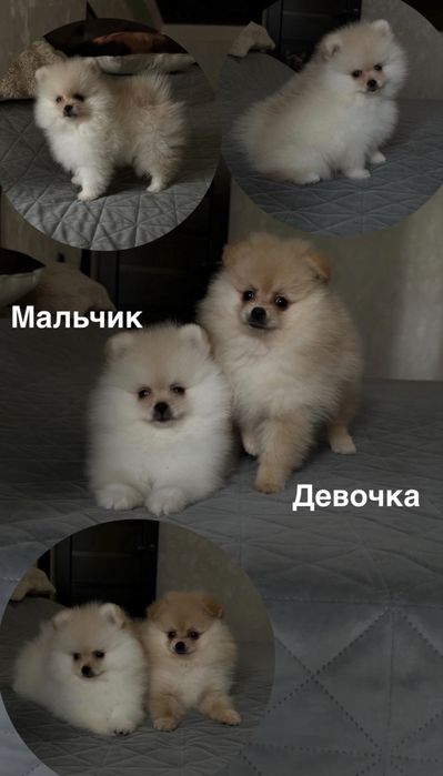 Продажа Щенков  шпицов