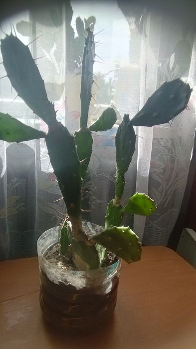 Продам кактус опунція