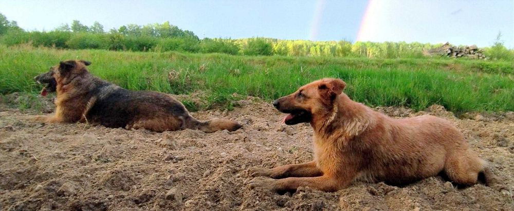 Dwie Siostrunie Zgrany Duet Deska Ayra Owczarek Niem DOWÓZ cała Polska