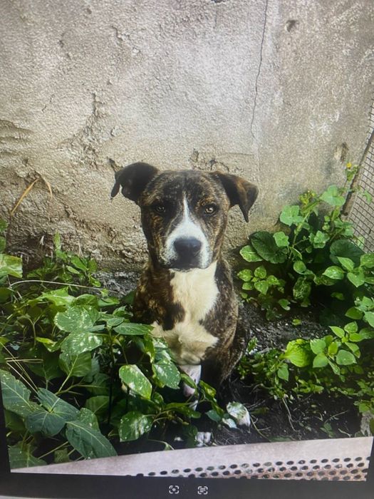 Безкоштовно в добрі руки!