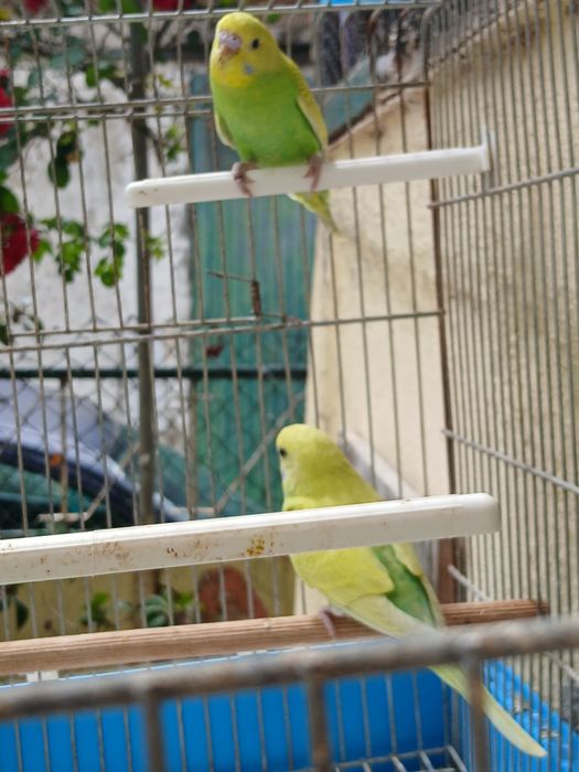 Lindos Piriquitos