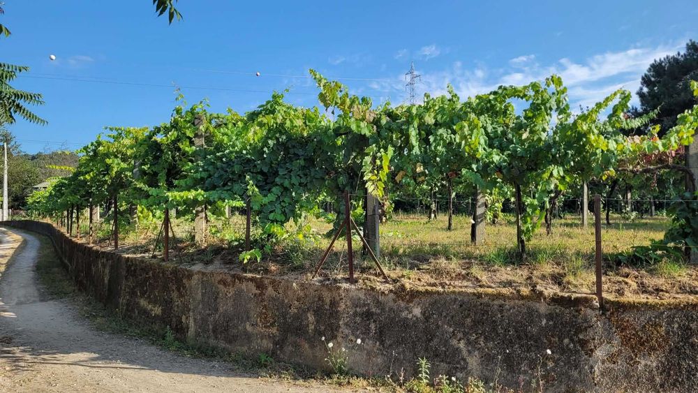 Arrenda-se terreno agrícola com armazém