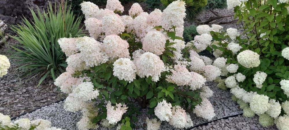 Hortensje różne odmiany w doniczkach 5l i 3l