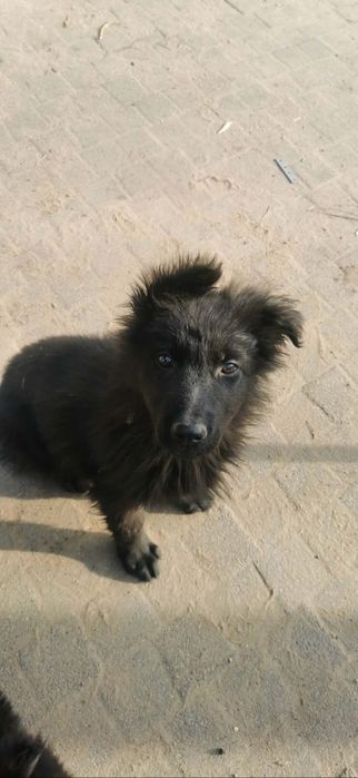 Owczarek niemiecki czarny długowłosy