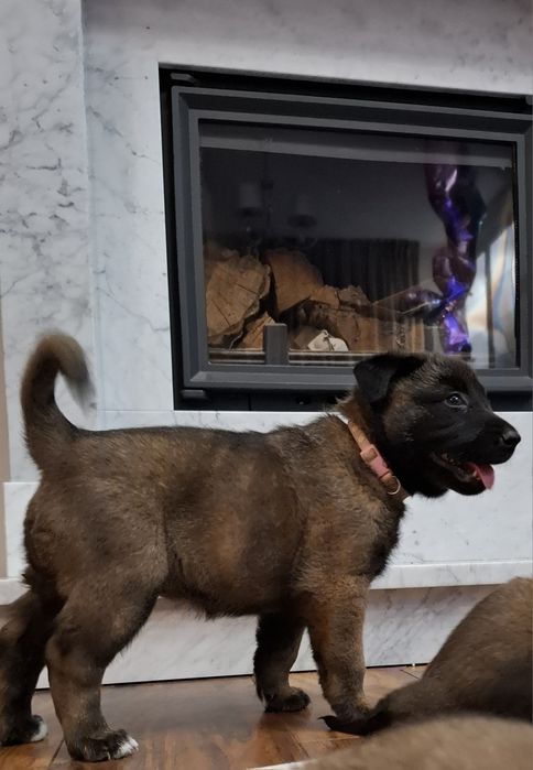 Owczarek belgijski

Z ogromną radością przedstaw