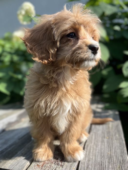 Кавапу (Cavapoo)хлопчик