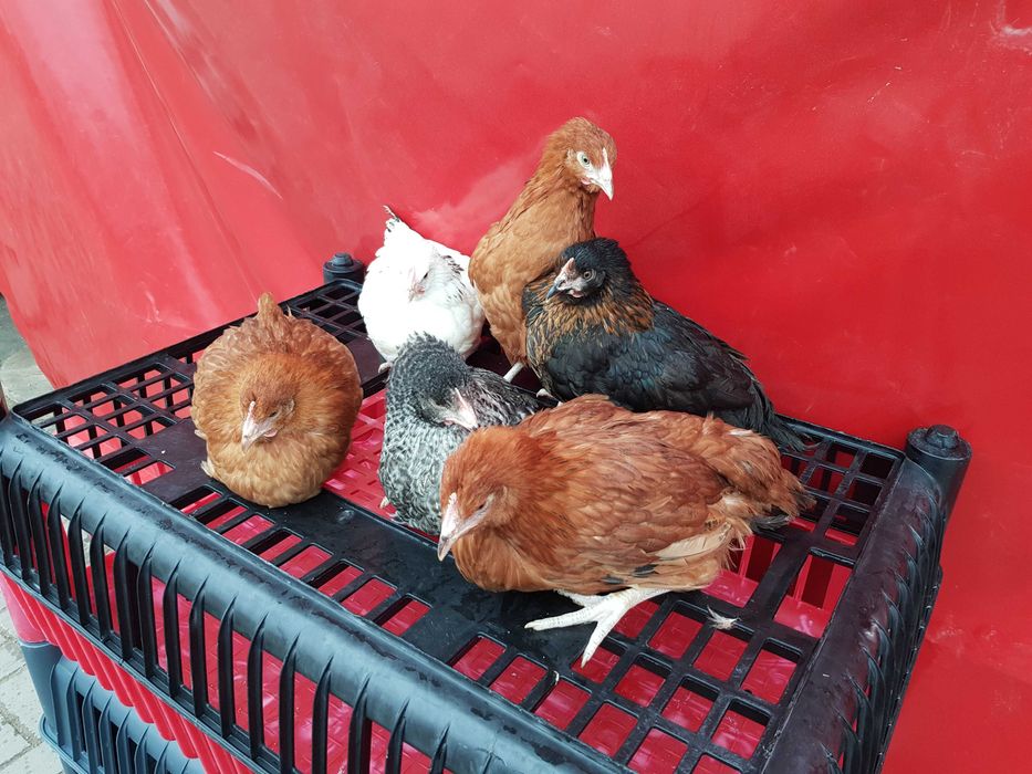 Kury Kokoszki Nioski ROSA