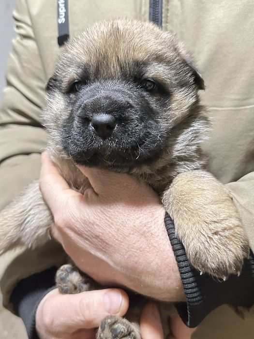 Собачки,  цуценята, щенята від вівчарки, безкоштовно