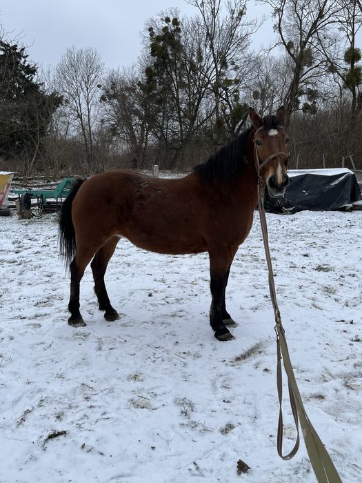 Продам кобилу 12 років