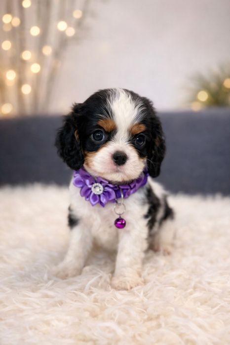 Cavalier King Charles Spaniel