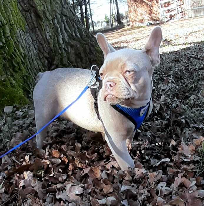 Buldog francuski suczka isabella